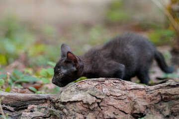Black kitten playing on the yard
