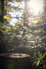 Fototapeta premium Naturpark Steinwald: Wald im Herbst