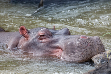 Hippo