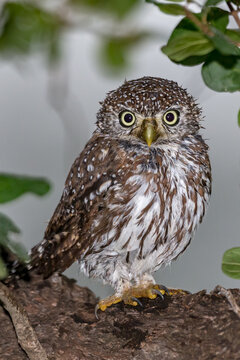 Pearl-Spotted Owlet
