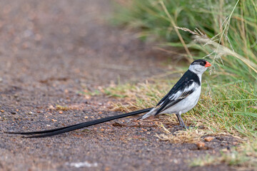 Pin-tailed Whydah