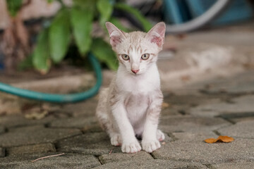 White kitten playing on the ground