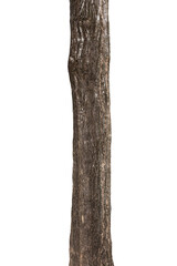 big tree trunks isolate on white background © lovelyday12