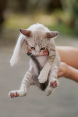 Hands holding a little cute white kitten