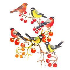 Watercolor colorful christmas composition with  forest birds , red berries and branches. White background.