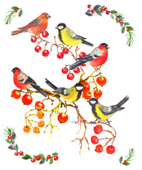 Fototapeta premium Watercolor colorful christmas composition with forest birds, cone and branches tree. White background.