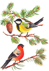 Watercolor colorful christmas composition with forest birds, cone and  branches tree. White background.