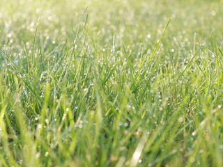 Grass with dew like a diamnds