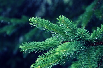 Ramas de abeto en un día de lluvia con gotas en las hojas.