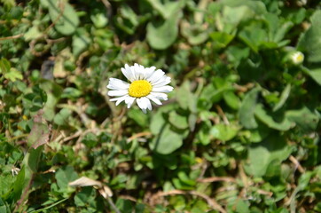 Detailed view of daisies in a garden full of green grass.