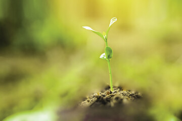 Sapling of tree growing with sunlight.