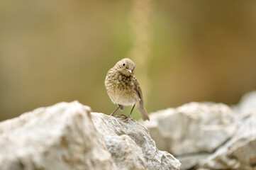 Ce petit oiseau semble poser pour moi.