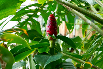 Costus spicatus which also known as Indian head ginger  