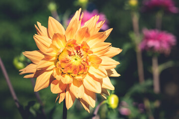 Yellow orange Dahlia blooming in a home garden.
