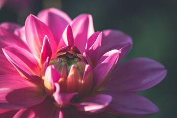Off center close up of a pink dahlia flower bloom opening up. Petals still hide the pistil.