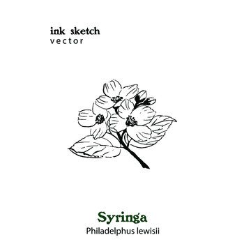 Hand drawn ink illustration of Syringa plant. Philadelphus. Branch with leaves and flowers.
