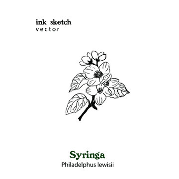 Hand drawn ink illustration of Syringa plant. Philadelphus. Branch with leaves and flowers.