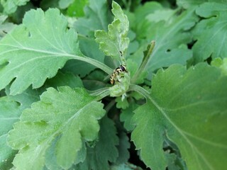 beautiful colorful organic flowers and leaf
