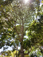 Generador de sombras El Hatillo Caracas Venezuela