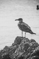 Black and White  Beautiful Seagul Quiet in a Rock With Sea Background in Tabarca Island