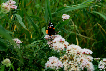 butterfly on a flower