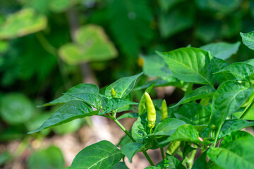 Green chili peppers on the tree in the farm