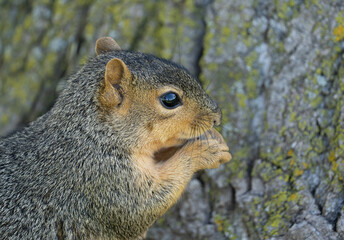 eastern fox squirrel is seraching for food before the Michigan winter