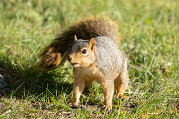 eastern fox squirrel is seraching for food before the Michigan winter