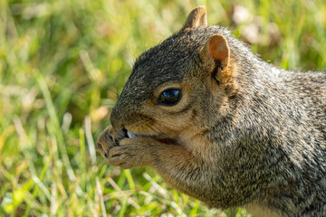 eastern fox squirrel is seraching for food before the Michigan winter