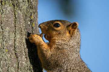 eastern fox squirrel is seraching for food before the Michigan winter