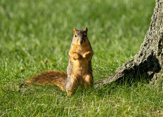 eastern fox squirrel is seraching for food before the Michigan winter