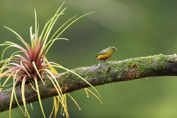 Olive-backed euphonia perched on bromelia branch