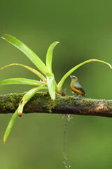 Olive-backed euphonia perched on bromelia branch