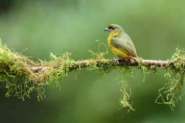 Fototapeta premium Olive-backed euphonia perched on moss branch