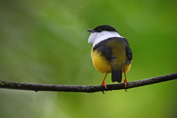 White-collared manakin perched on branch