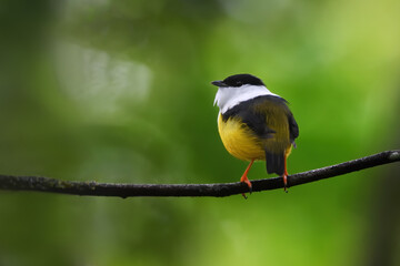White-collared manakin perched on branch