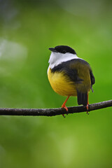 White-collared manakin perched on branch