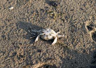 Crab on tideland, Texel island, Netherlands