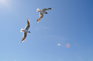 Two seagulls illumination by the rays of the sun soar in the blue sky background with place for text