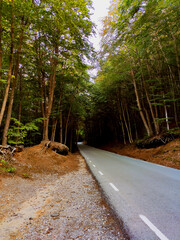 Mountain road between tall trees