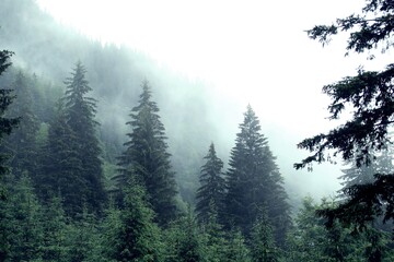 Bosque de abetos un oscuro día de lluvia en los Cárpatos de Rumanía.