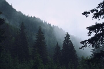 Bosque de abetos un oscuro día de lluvia en los Cárpatos de Rumanía.