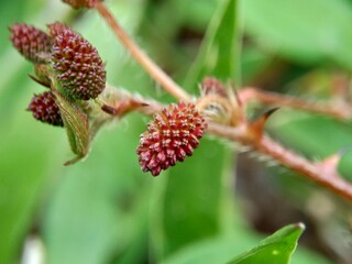 Mimosa pudica, also called sensitive plant, sleepy plant, action plant, touch-me-not, shameplant, zombie plant, bashful mimosa, herbe sensible, sensitive grass, shame bush, shame face and shame lady.