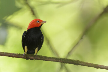 Red-capped manakin perched on branch