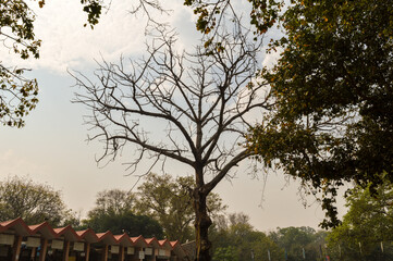 A big tree which is located outside of zoo and old fort with sky.