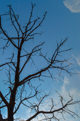 Branches of big tree create illusion with sky space for text.