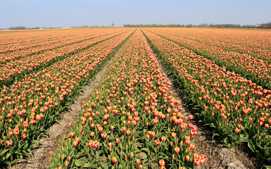 Tulip field in northern Netherlands