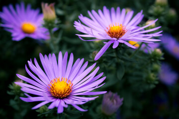 Obraz premium Two Purple Flowers