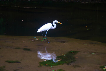 日本、千葉県、亀岩の洞窟のシラサギ