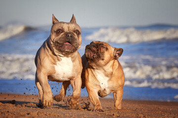 French bulldogs running and playing together on the beach. Vibrant colour and fun action photo with...